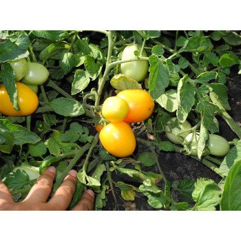 Томат Елоу рівер F1 /1.000 насінин/ *United Genetics*