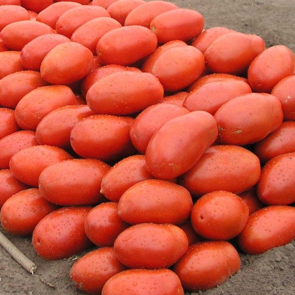 Семена томата Инкас F1 /1.000 семян/ *Nunhems Zaden*