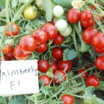 Томат Кимберлино F1 /1.000 семян/ *United Genetics*