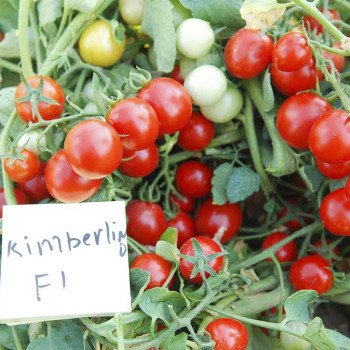 Томат Кимберлино F1 /1.000 семян/ *United Genetics*