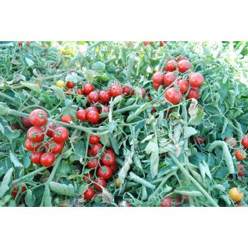 Томат Кимберлино F1 /1.000 семян/ *United Genetics*