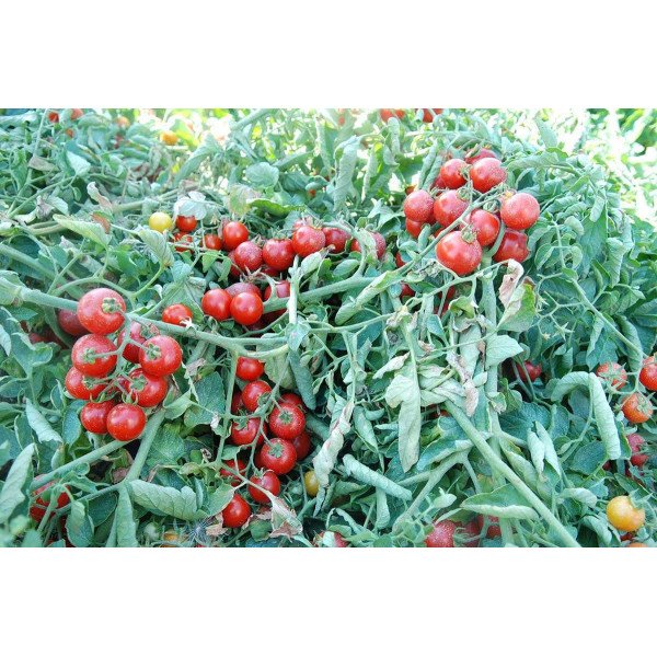 Семена томата Кимберлино F1 /1.000 семян/ *United Genetics*