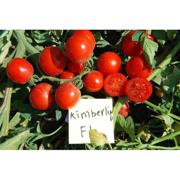 Семена томата Кимберлино F1 /1.000 семян/ *United Genetics*