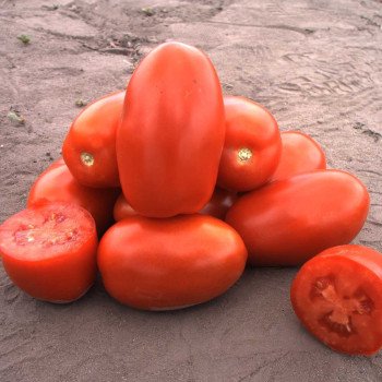 Томат Классик F1 /1.000 семян/ *Nunhems Zaden*