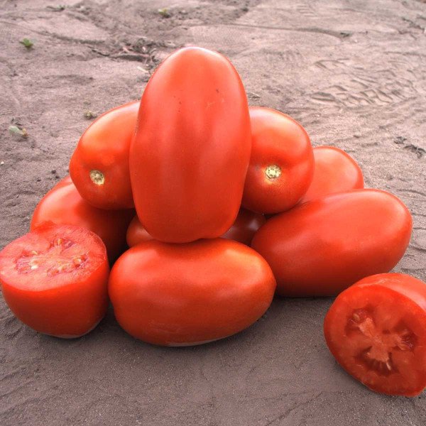 Семена томата Классик F1 /1.000 семян/ *Nunhems Zaden*