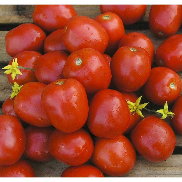 Семена томата Лампо F1 /5.000 семян/ *Nunhems Zaden*