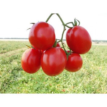 Томат Муна F1 /1.000 семян/ *Tezier*