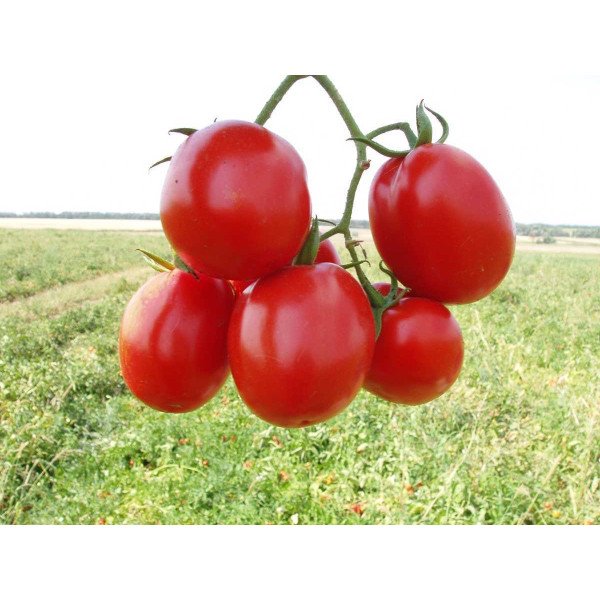 Семена томата Муна F1 /5.000 семян/ *Tezier*