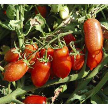 Томат Полличино F1 /1.000 семян/ *United Genetics*