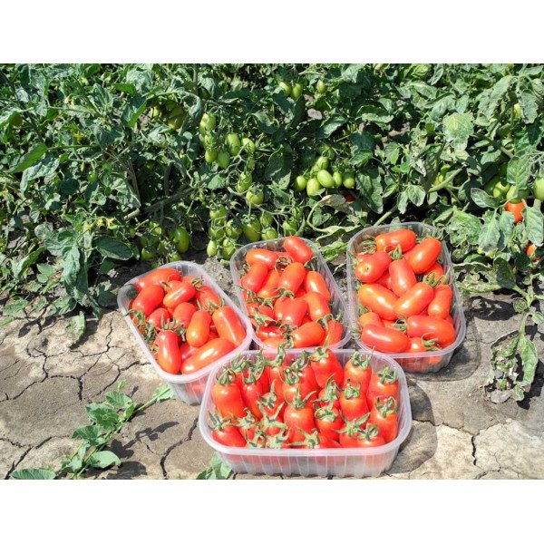 Семена томата Полличино F1 /1.000 семян/ *United Genetics*