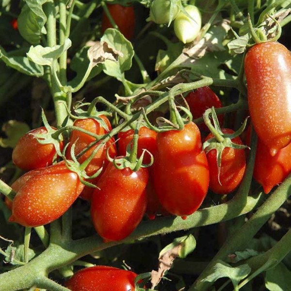 Семена томата Полличино F1 /10.000 семян/ *United Genetics*