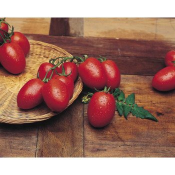 Томат Рио Гранде /0,5 кг семян/ *Tezier*