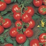 Томат Річі F1 /5 грам/ *Bejo Zaden*