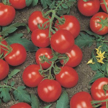 Томат Ричи F1 /5 грамм/ *Bejo Zaden*