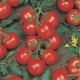 Насіння томату Річі F1 /5 грам/ *Bejo Zaden*