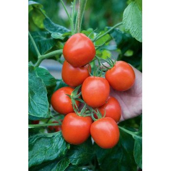 Томат Ричи F1 /5 грамм/ *Bejo Zaden*