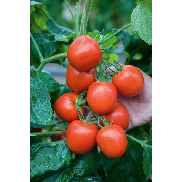 Насіння томату Річі F1 /5 грам/ *Bejo Zaden*