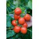Насіння томату Річі F1 /5 грам/ *Bejo Zaden*