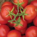 Томат Топспорт F1 /5 грамм/ *Bejo Zaden*