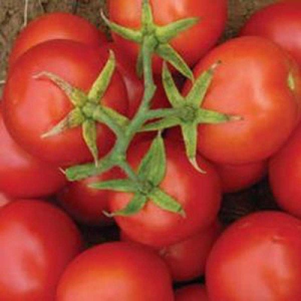 Насіння томату Топспорт F1 /5 грам/ *Bejo Zaden*