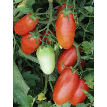 Томат Точ F1 /5 грамм/ *Bejo Zaden*