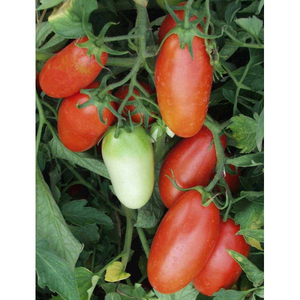 Насіння томату Точ F1 /5 грам/ *Bejo Zaden*