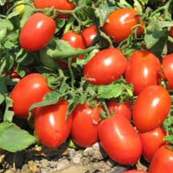 Семена томата Унирекс F1 /10.000 семян/ *United Genetics*