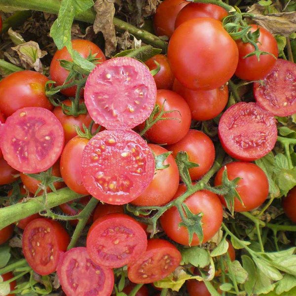 Семена томата Уно Россо F1 /10.000 семян/ *United Genetics*