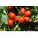 Насіння томату Уно Россо F1 /10.000 насінин драже/ *United Genetics*