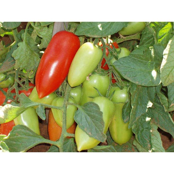 Насіння томату Цилао F1 /5 грам/ *Tezier*