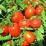 Томат Юджі Ред F1 /10.000 насінин/ *United Genetics*