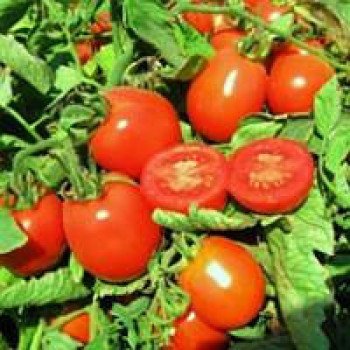 Томат Юджи Рэд F1 /5.000 семян драже/ *United Genetics*