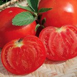 Томат Леандра F1 /5 грамм/ *Tezier*