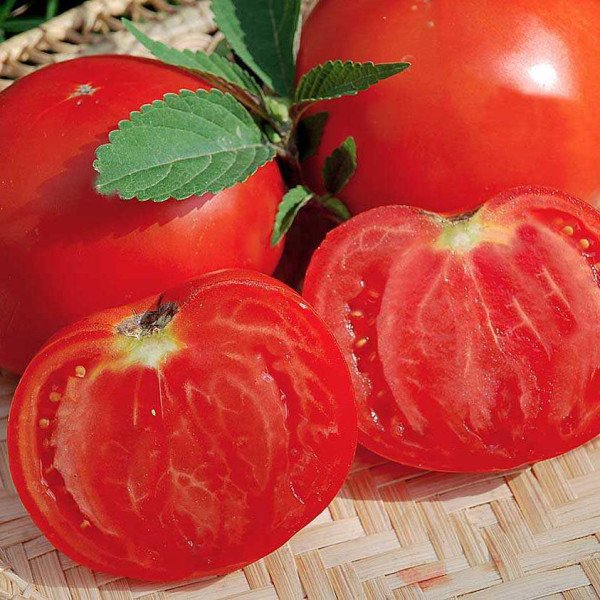 Семена томата Леандра F1 /5 грамм/ *Tezier*