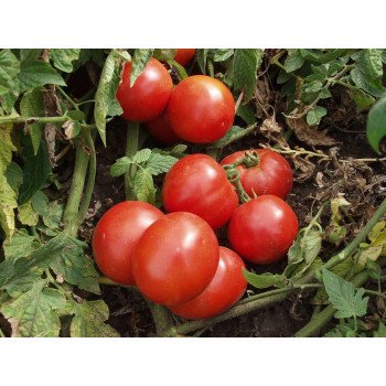 Томат Леандра F1 /5 грамм/ *Tezier*