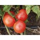 Семена томата Леандра F1 /5 грамм/ *Tezier*