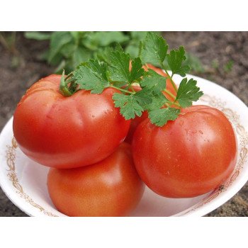 Томат Полбиг F1 /5 грамм/ *Bejo Zaden*