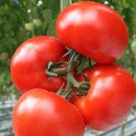 Томат Полонез F1 /5 грам/ *Bejo Zaden*