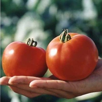 Томат Полсет F1 /5 грамм/ *Bejo Zaden*