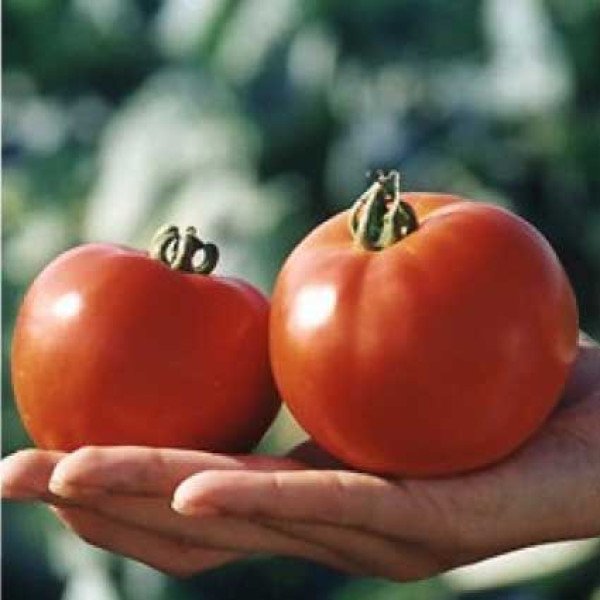 Насіння томату Полсет F1 /5 грам/ *Bejo Zaden*