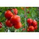 Насіння томату Півфаст F1 /5 грам/ *Bejo Zaden*