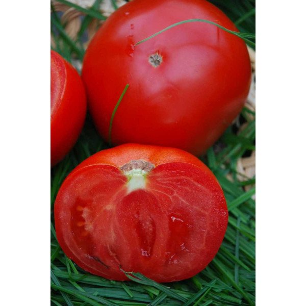 Насіння томату Прима F1 /1 грам/ *Tezier*