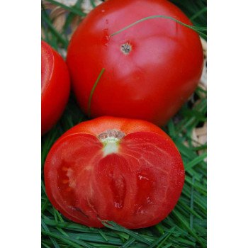 Томат Прима F1 /5 грамм/ *Tezier*