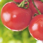 Томат Торбей F1 /1.000 насінин/ *Bejo Zaden*