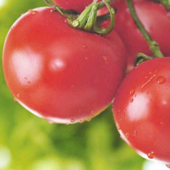Томат Торбей F1 /1.000 семян/ *Bejo Zaden*