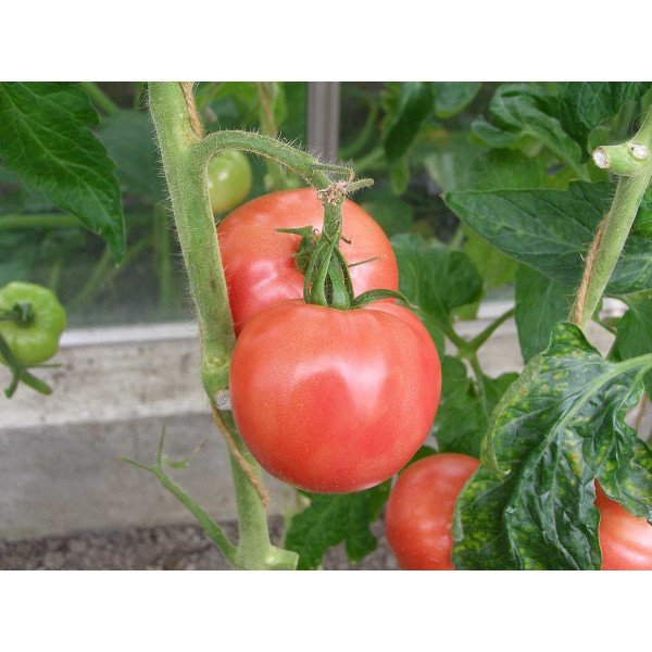 Семена томата Торбей F1 /1.000 семян/ *Bejo Zaden*