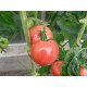 Семена томата Торбей F1 /1.000 семян/ *Bejo Zaden*