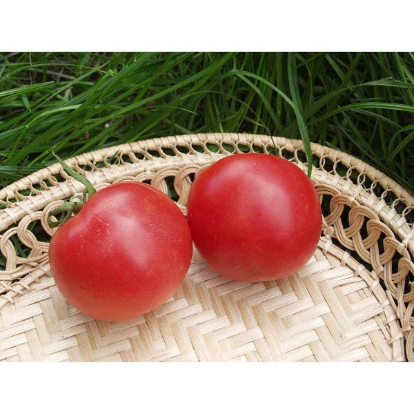 Семена томата Торбей F1 /1.000 семян/ *Bejo Zaden*