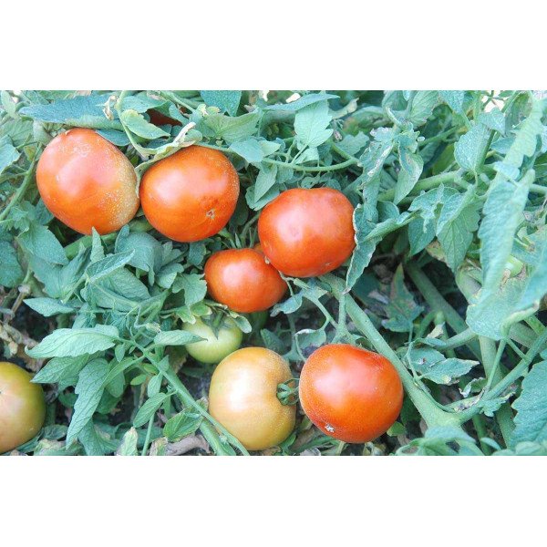 Насіння томату Уракан F1 /1.000 насінин/ *United Genetics*