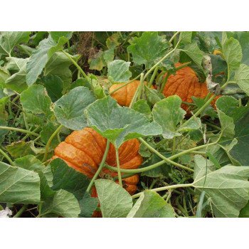 Гарбуз Руж віф д`Етамп /100 грам/ *Tezier*